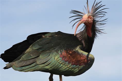 Reversing Local Extinction Scientists Bring The Northern Bald Ibis