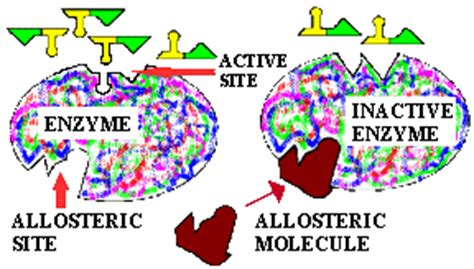 Allosteric Site