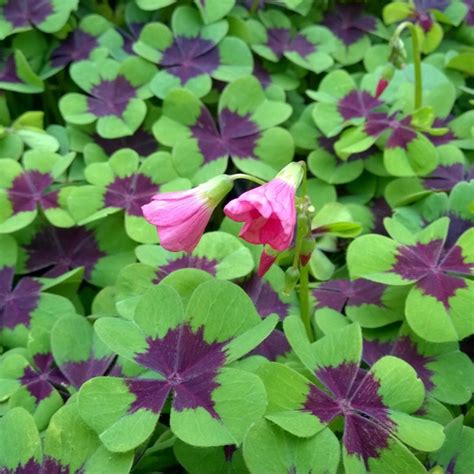 Oxalis Tetraphylla Iron Cross Lucky Clover In GardenTags Plant