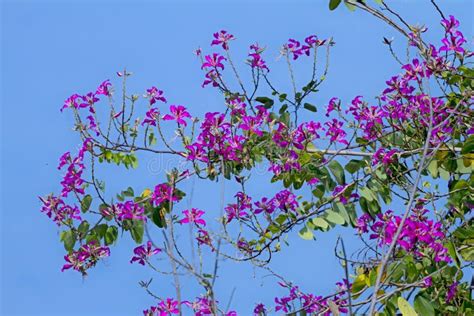 Bauhinia Blakeana Flower Blooming Stock Photo Image Of Leaf Flora