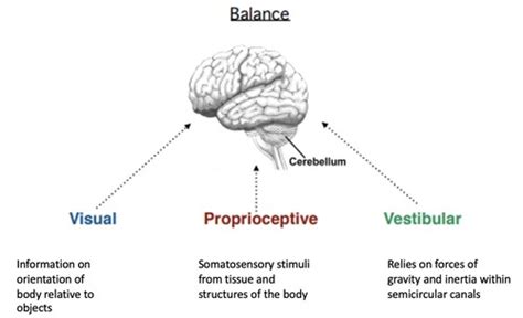 Lesson 10 The Inner Ear Balance Flashcards Quizlet