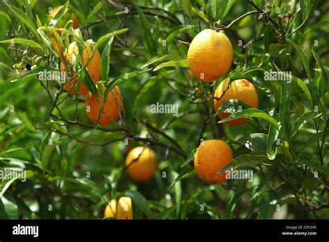 Branch Orange Tree Fruits Green Leaves Stock Photo Alamy