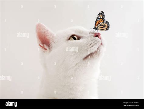 Cute tabby cat and butterfly on white background Stock Photo - Alamy