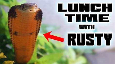 King Cobra Sheds And Eats His First Meal Tyler Nolan YouTube