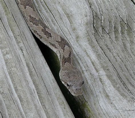 Rat Snake South Georgia Usa Rat Snake Formerly Gray Rat Flickr