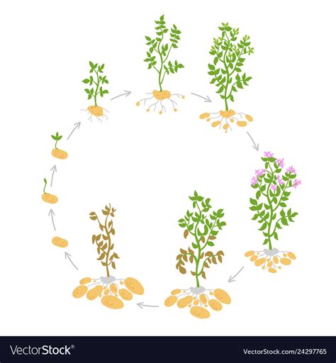 Life cycle crop stages potato Royalty Free Vector Image