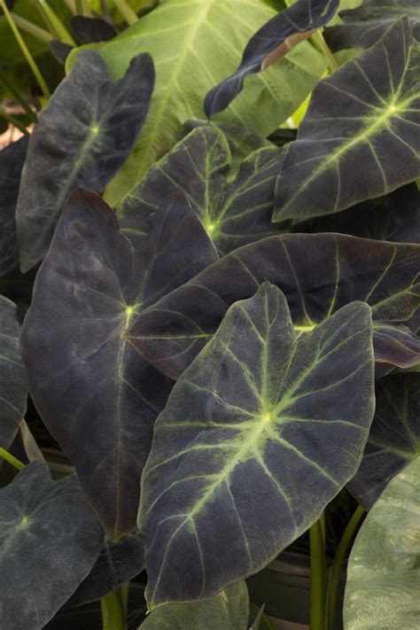 Imperial Taro Colocasia Esculenta Var Antiquorum Illustris