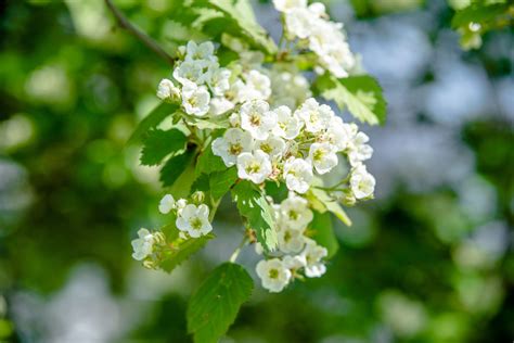 Hawthorn Leaf Crataegus Laevigata Integrative Lifestyle