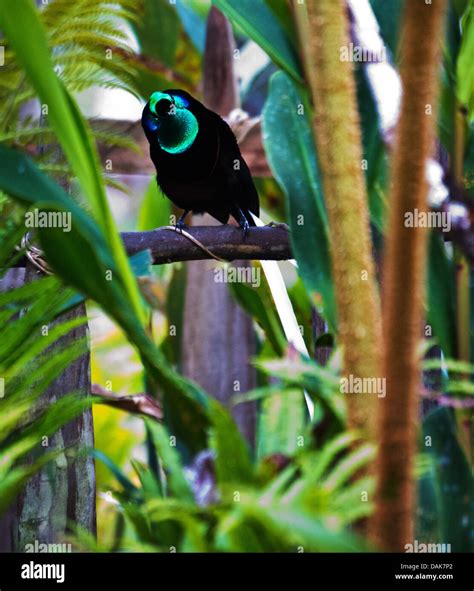 Adult Male Ribbon Tailed Astrapia Astrapia Mayeri A Species Of Bird