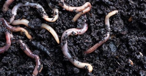 Earthworm - A-Z Animals