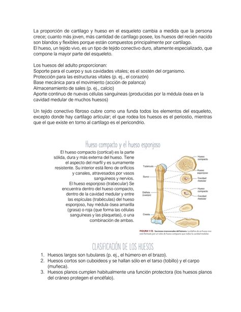 SOLUTION Sistema Esqueletico Studypool