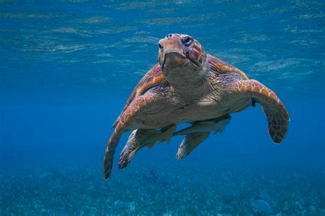 Loggerhead Turtle Wildroad Photography