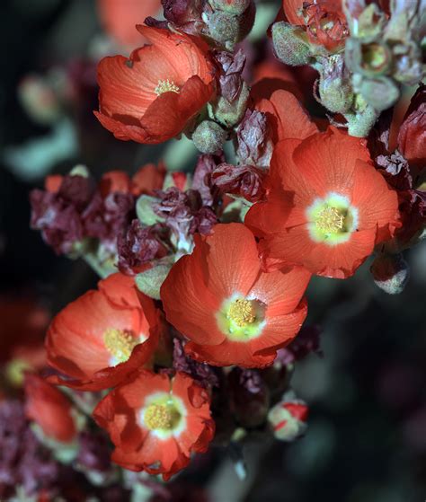 Sphaeralcea Ambigua Desert Globe Mallow Don Flickr