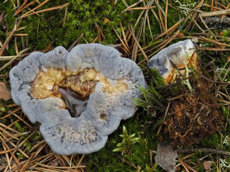 Blue Tooth Local Fungi Of Nwfl Inaturalist