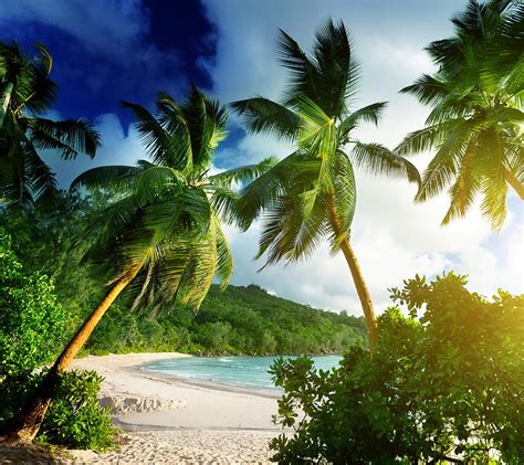 Tropical Paradise Beach Palms Sand Sea Seychelles Hd Wallpaper