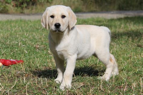 Lab Puppies For Sale Riverside At Catherine Dorsey Blog