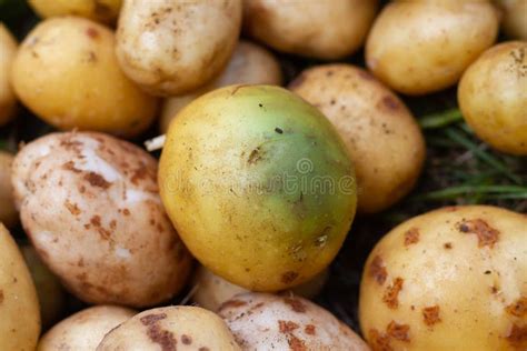 Potatoes Turned Green From The Light And Sun Harmful Potatoes With