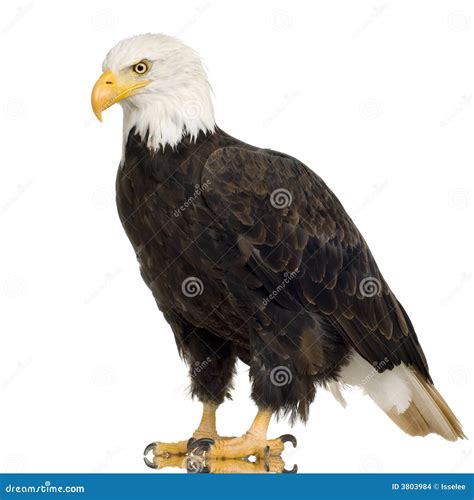 Bald Eagle 22 Years Haliaeetus Leucocephalus Stock Photo Image Of