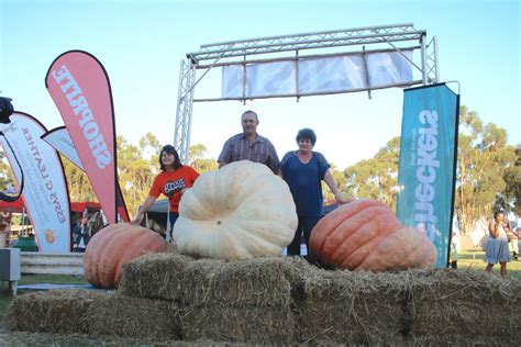 2016 Pumpkin Competition – The Giant Pumpkin Festival