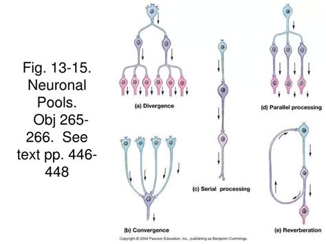 Ppt Fig Neuronal Pools Obj See Text Pp