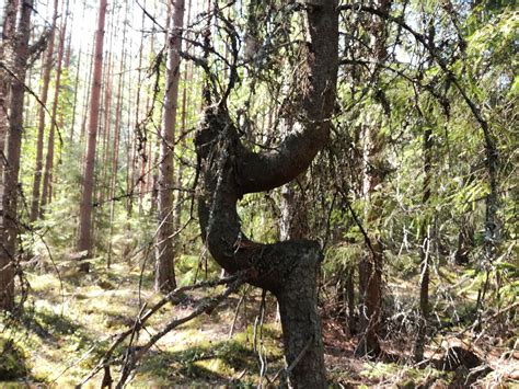 This Tree I Found Rinterestingasfuck