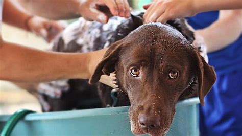 LAVAR PERROS Cada cuánto tiempo se debe bañar a un perro