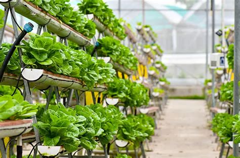 Mengenal Manfaat Urban Farming Bagi Kesehatan