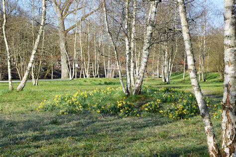 Free Images Tree Nature Meadow Flower Green Birch Autumn Park