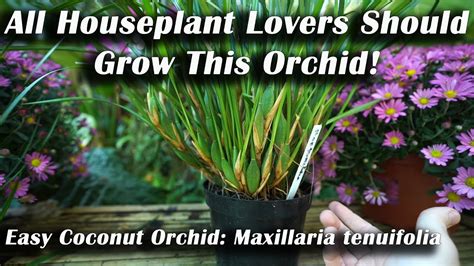 Grow This Orchid The Easy Houseplant Coconut Orchid How To Grow