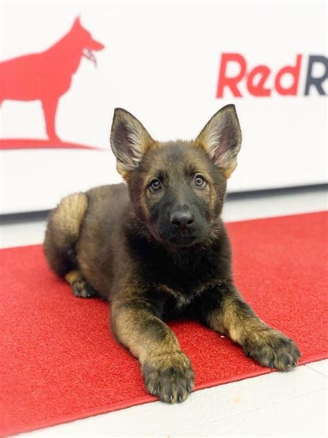 Red Rock K9 Trained German Shepherd Puppies – Red Rock K9