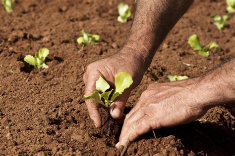 Garantia Safra Autoriza Pagamento Para Mais De 16 Mil Agricultores