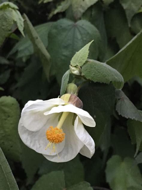 Chinese lantern | Chinese lanterns, Plants, Garden