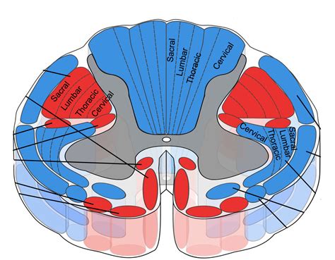 Neuroanatomy B1 Diagram Quizlet