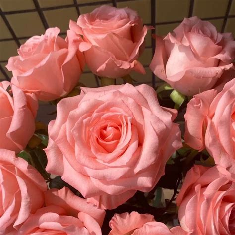 Rose Diana 戴安娜 Cut Rose Tantau Rose Easy Care Etsy