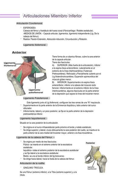 Articulaciones Miembro Inferior Valentina Claros Udocz