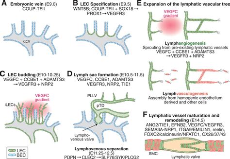 Lymphatic System In Cardiovascular Medicine Circulation Research