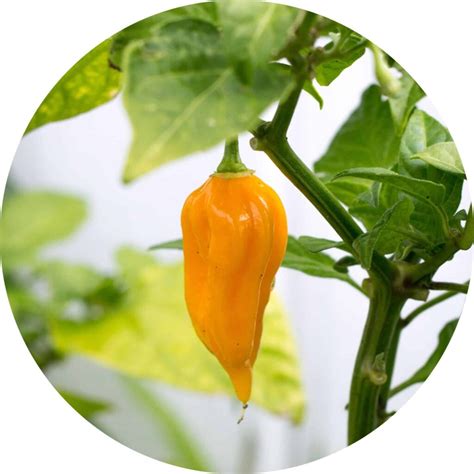 Harvesting Peppers Grow Hot Peppers