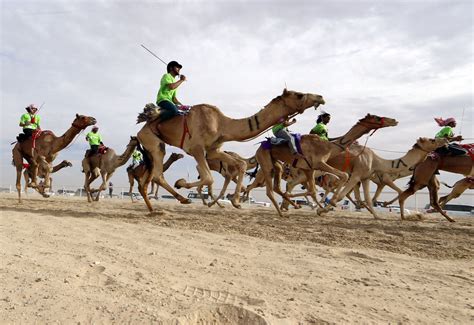 Dhafra Camel Festival