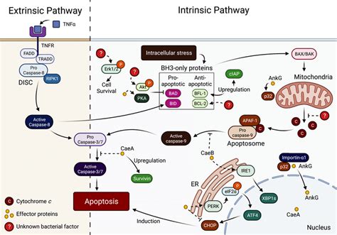 Interactions Between Coxiella Burnetii And Apoptotic Pathways C Download Scientific Diagram