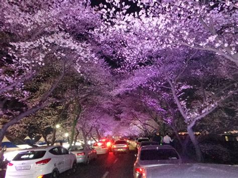 밤이 아름다운 경주 벚꽃시기 맞춰 경관조명 점등다경뉴스