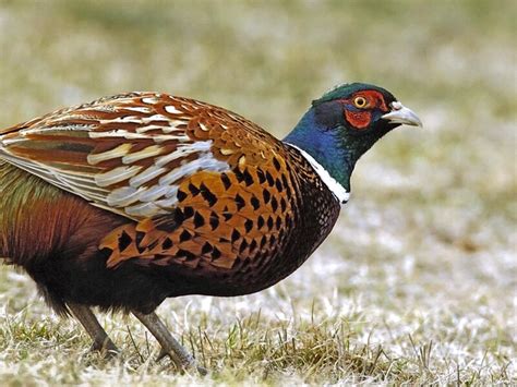 Common Pheasant | Beauty Of Bird