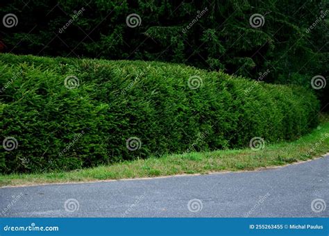 Spruce Hedges Are Popular In Mountainous Areas Stock Image Image Of