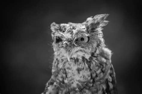 Black Owl Photos, Download The BEST Free Black Owl Stock Photos & HD Images