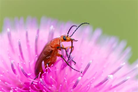 Beetle In Thistle Sean Fitzgerald Photography