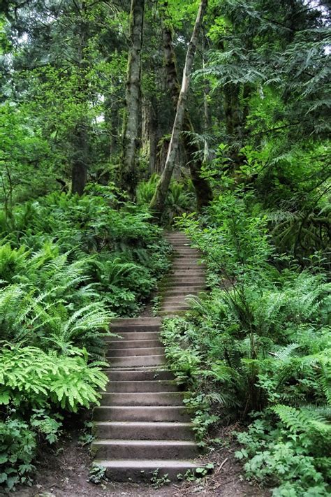 temperate_rainforests_stainway_through_ferns - Free Spirit