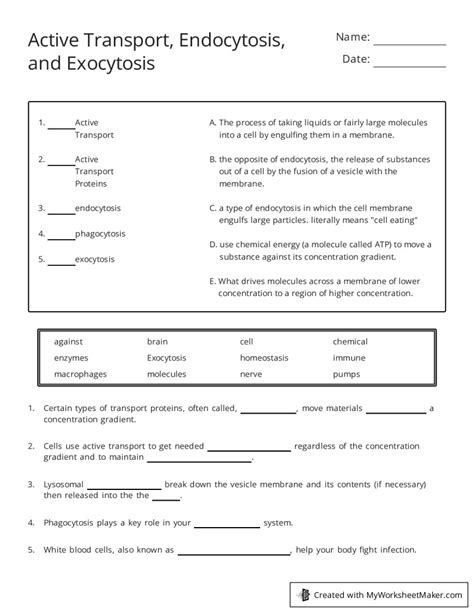 Active Transport, Endocytosis, and Exocytosis - My Worksheet Maker ...