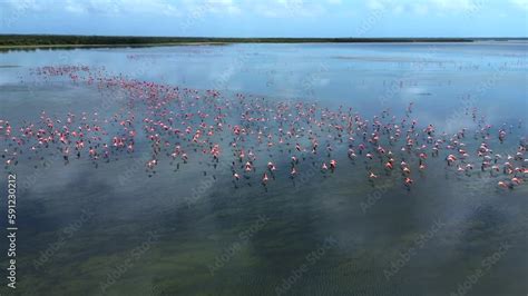 V Deo Do Stock A Flock Of Pink Flamingos Flies Above The Lake Surface