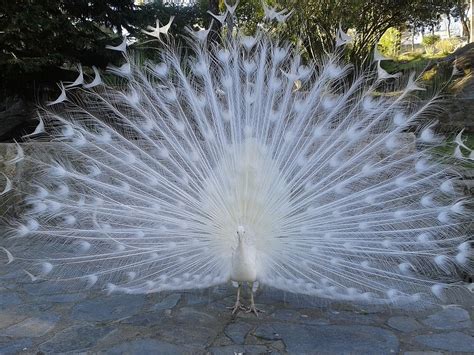 Why Peacock Dance In Rain