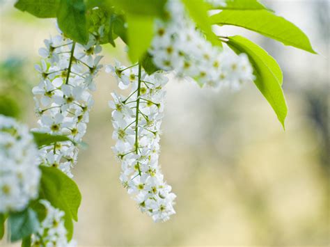 Цветущая черемуха (Много фото!) - treepics.ru