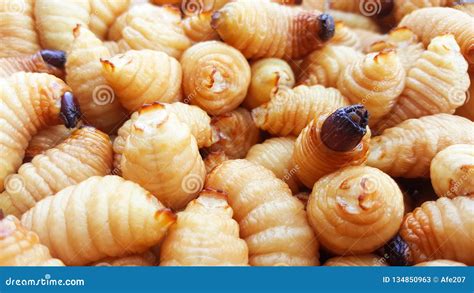 Sago Worm, Larvae from the Red Palm Weevil Stock Image - Image of motion, parasite: 134850963